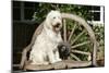 Cream Labradoodle Sitting on Wooden Chair-null-Mounted Photographic Print