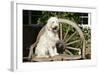 Cream Labradoodle Sitting on Wooden Chair-null-Framed Photographic Print