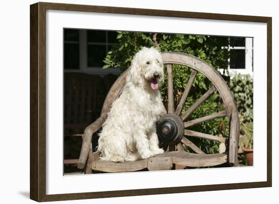 Cream Labradoodle Sitting on Wooden Chair-null-Framed Photographic Print
