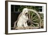 Cream Labradoodle Sitting on Wooden Chair-null-Framed Photographic Print