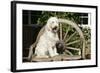 Cream Labradoodle Sitting on Wooden Chair-null-Framed Photographic Print