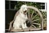 Cream Labradoodle Sitting on Wooden Chair-null-Mounted Photographic Print