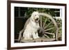 Cream Labradoodle Sitting on Wooden Chair-null-Framed Photographic Print