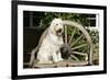 Cream Labradoodle Sitting on Wooden Chair-null-Framed Photographic Print