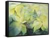 Cream Poinsettia with butterfly-Karen Armitage-Framed Stretched Canvas