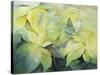 Cream Poinsettia with butterfly-Karen Armitage-Stretched Canvas
