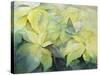 Cream Poinsettia with butterfly-Karen Armitage-Stretched Canvas