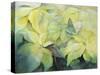 Cream Poinsettia with butterfly-Karen Armitage-Stretched Canvas