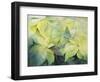 Cream Poinsettia with butterfly-Karen Armitage-Framed Premium Giclee Print