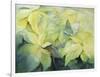 Cream Poinsettia with butterfly-Karen Armitage-Framed Giclee Print