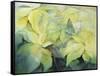 Cream Poinsettia with butterfly-Karen Armitage-Framed Stretched Canvas