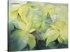 Cream Poinsettia with butterfly-Karen Armitage-Stretched Canvas