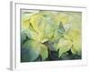 Cream Poinsettia with butterfly-Karen Armitage-Framed Giclee Print