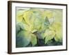 Cream Poinsettia with butterfly-Karen Armitage-Framed Giclee Print