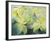 Cream Poinsettia with butterfly-Karen Armitage-Framed Giclee Print