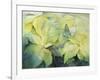 Cream Poinsettia with butterfly-Karen Armitage-Framed Giclee Print