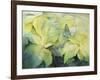 Cream Poinsettia with butterfly-Karen Armitage-Framed Giclee Print