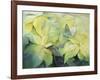 Cream Poinsettia with butterfly-Karen Armitage-Framed Giclee Print