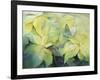 Cream Poinsettia with butterfly-Karen Armitage-Framed Giclee Print