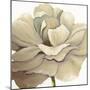 Cream Silken Bloom Withaar-Withaar-Mounted Art Print