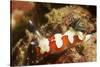 Creamy Chromodoris-Hal Beral-Stretched Canvas