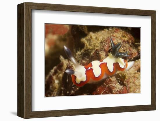 Creamy Chromodoris-Hal Beral-Framed Photographic Print