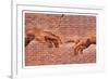 Creation of Adam Graffiti Art-null-Framed Art Print