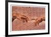 Creation of Adam Graffiti Art-null-Framed Art Print