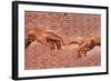 Creation of Adam Graffiti Plastic Sign-null-Framed Art Print