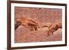 Creation of Adam Graffiti Plastic Sign-null-Framed Art Print