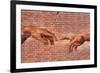 Creation of Adam Graffiti Plastic Sign-null-Framed Art Print