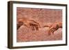 Creation of Adam Graffiti Plastic Sign-null-Framed Art Print