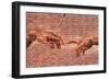 Creation of Adam Graffiti Plastic Sign-null-Framed Art Print