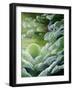 Creation - The Fourth Day-Cindy Thornton-Framed Art Print