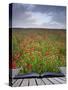 Creative Concept Idea of Poppy Field Landscape Coming out of Pages in Magical Book-Veneratio-Stretched Canvas