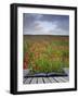 Creative Concept Idea of Poppy Field Landscape Coming out of Pages in Magical Book-Veneratio-Framed Photographic Print