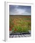 Creative Concept Idea of Poppy Field Landscape Coming out of Pages in Magical Book-Veneratio-Framed Photographic Print