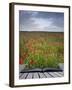 Creative Concept Idea of Poppy Field Landscape Coming out of Pages in Magical Book-Veneratio-Framed Photographic Print