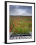 Creative Concept Idea of Poppy Field Landscape Coming out of Pages in Magical Book-Veneratio-Framed Photographic Print