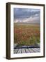 Creative Concept Image of Poppy Field Landscape Coming out of Pages in Magical Book-Veneratio-Framed Photographic Print