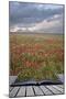 Creative Concept Image of Poppy Field Landscape Coming out of Pages in Magical Book-Veneratio-Mounted Photographic Print