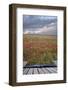 Creative Concept Image of Poppy Field Landscape Coming out of Pages in Magical Book-Veneratio-Framed Photographic Print