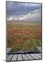 Creative Concept Image of Poppy Field Landscape Coming out of Pages in Magical Book-Veneratio-Mounted Photographic Print