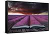 Creative Concept Pages of Book Stunning Lavender Field Landscape Summer Sunset under Moody Red Stor-Veneratio-Framed Stretched Canvas