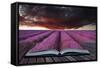 Creative Concept Pages of Book Stunning Lavender Field Landscape Summer Sunset under Moody Red Stor-Veneratio-Framed Stretched Canvas