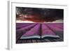 Creative Concept Pages of Book Stunning Lavender Field Landscape Summer Sunset under Moody Red Stor-Veneratio-Framed Photographic Print