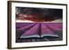 Creative Concept Pages of Book Stunning Lavender Field Landscape Summer Sunset under Moody Red Stor-Veneratio-Framed Photographic Print
