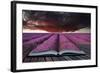Creative Concept Pages of Book Stunning Lavender Field Landscape Summer Sunset under Moody Red Stor-Veneratio-Framed Photographic Print