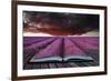 Creative Concept Pages of Book Stunning Lavender Field Landscape Summer Sunset under Moody Red Stor-Veneratio-Framed Photographic Print