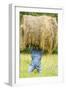 Creative Hay Bale Art Near Bottineau, North Dakota, USA-Chuck Haney-Framed Photographic Print